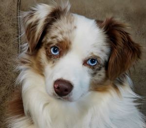 Mini Aussie Deckrüde (Miniature Australian Shepherd) 