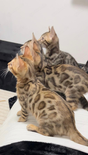 Reinrassige Bengal Katzen