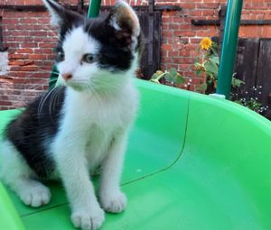 süßes Katzenbaby suchen ein liebevolles Zuhause 