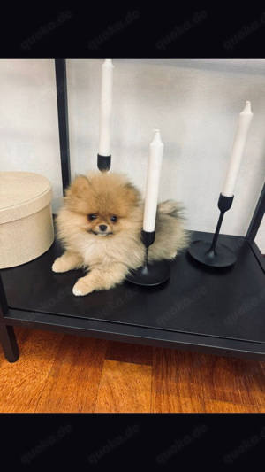 Pomeranian Boo Mini Welpen