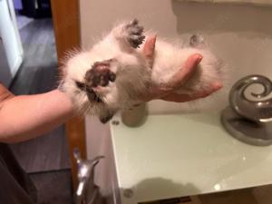 Extravagante Katzenbabys, ragdoll Siam mix. Etwas für die Seele 