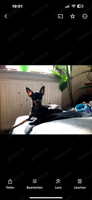 russischer toy terrier 7 jahre in top form