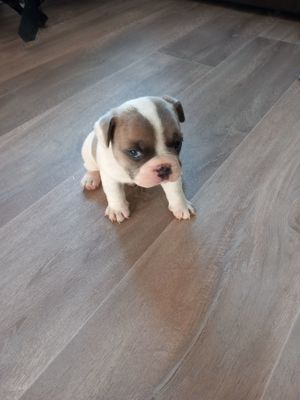 Verkaufe eine Französische Bulldogge sehr hübschen Rüden 