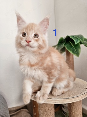 Reinrassig Maine-Coon Kater cream mit Stammbaum Kater und Mädchen