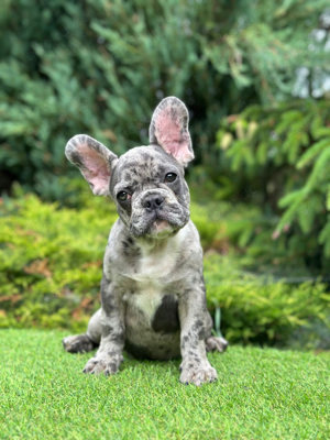 Französische Bulldogge 6 mon 