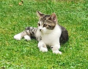 Süßer Kater sucht neues Zuhause