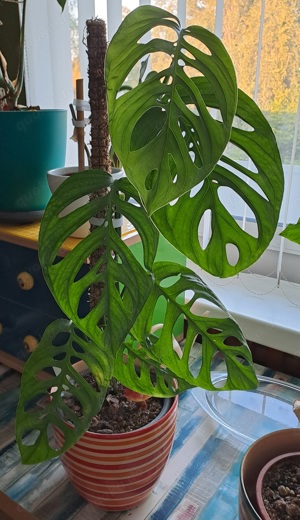 Monstera Esqueleto Pflanze