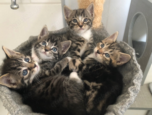 Russisch blau bengal mix kitten