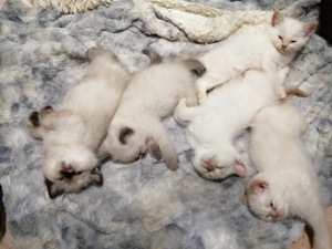 Ragdoll und Siam mix Babys, traumhaft 