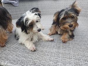 Aufgeweckte Schmusebären suchen ihre Herzens-Familie - Yorkshire-Terrier Rüden