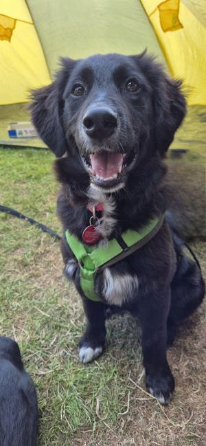 Australian Shepherd Golden Retriever Mix Hündin (6 Monate) sucht neues Zuhause 