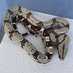 Boa constrictor constrictor Equador Melanogaster 