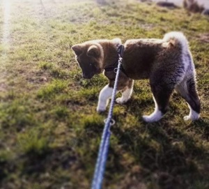 American akita