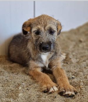 Ina, eine ganz süsse Maus, sucht liebe Adoptanten