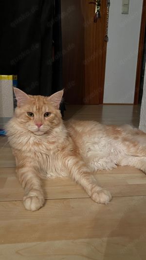 Maine-Coon Deckkater