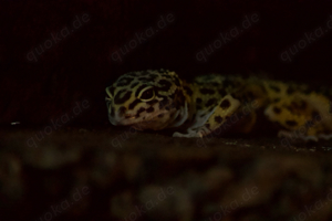 0.1 Leopardgecko Bn Ms