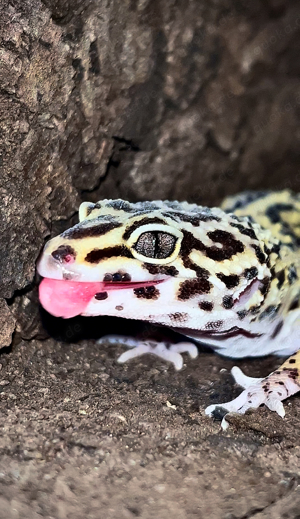 0.2 Leopardgecko Black night mack snow 