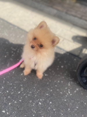 pomeranian