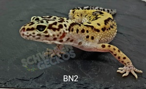 Leopardgecko Black Night 