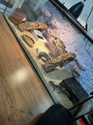 leopardgeckos mit terrarium 