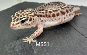 Leopardgecko Weibchen aus 2022 und 2023