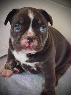 Französische Bulldogge choco 