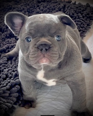 Französische Bulldogge Mädchen lilac