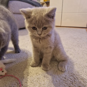 Vier süsse BKH Kitten zum Auszug bereit