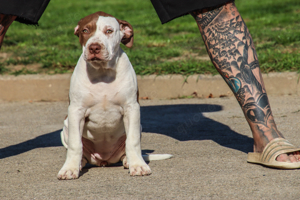 American Bully XL Welpen - DDK9 - BOSSY - Bloodline - Schwarzwald Bullies