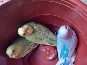 Verkaufe Glanzsittiche,Schönsittiche und Wellensittiche  Bild 6