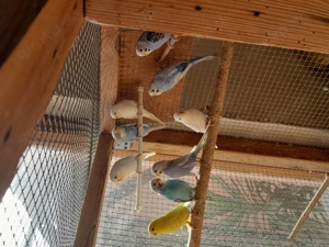 Verkaufe Glanzsittiche,Schönsittiche und Wellensittiche  Bild 5