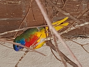 Verkaufe Glanzsittiche,Schönsittiche und Wellensittiche  Bild 4