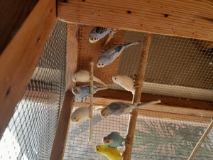 Verkaufe Glanzsittiche,Schönsittiche und Wellensittiche  Bild 2