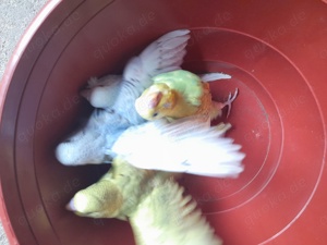 Verkaufe Glanzsittiche,Schönsittiche und Wellensittiche  Bild 3