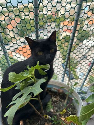 Schmusekatze Beka sucht ihr warmes Körbchen