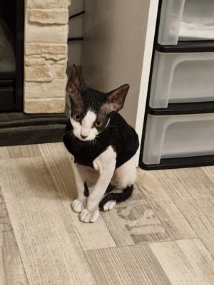 Canadian sphynx Mädchen 