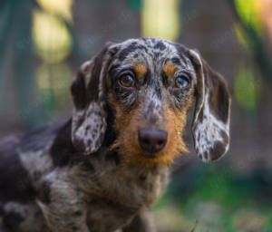 kaninchendackel kaninchenteckel Rauhaar 