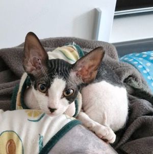 Canadian sphynx Mädchen 