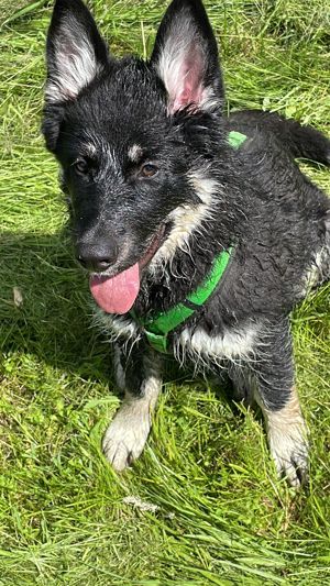 Schäferhund Husky Mix 