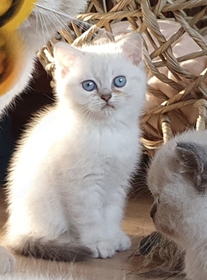 In 3 Wochen! BKH Babys reinrassig weiß blaue Augen blue point Kitten britisch Kurzhaar Kater