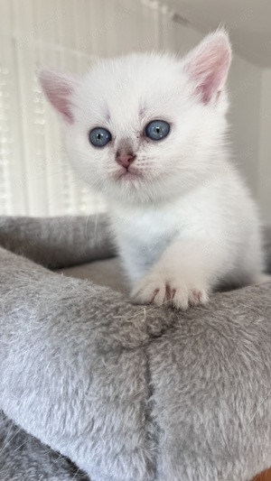 Reinrassige weiße BKH Kitten mit blauen Augen