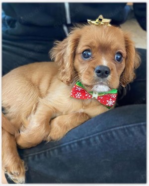 Lieber Cavalier King Charles Spaniel   Tucker sucht ein neues Zuhause