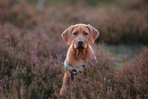 Rhodesian Ridgeback pi kne szczeni ta wystawowe FCI.