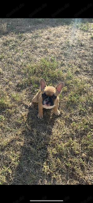 Französische Bulldogge Welpen 