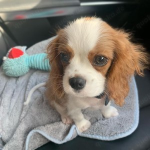 Lieber Cavalier King Charles Spaniel   Titus sucht sein Für-immer-Zuhause