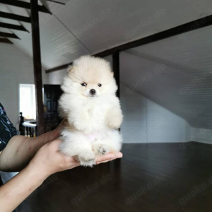  Zwergspitz Pomeranian Weibchen