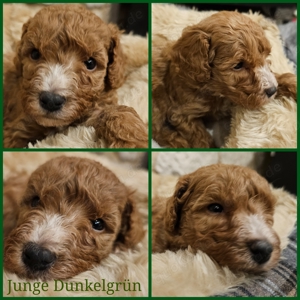 Kooikerhondjedoodle x Kleinpudel Doodle Mediumdoodle Welpen