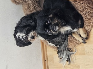 Wurfankündigung Pekinese Shih-Tzu Mix