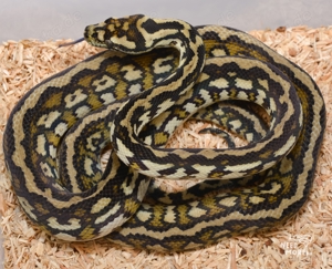 Teppichpython, Morelia Spilota, 0.1 striped het Albino cb 23