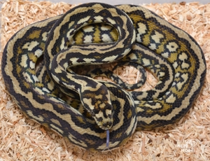 Teppichpython, Morelia Spilota, 0.1 striped het Albino cb 23